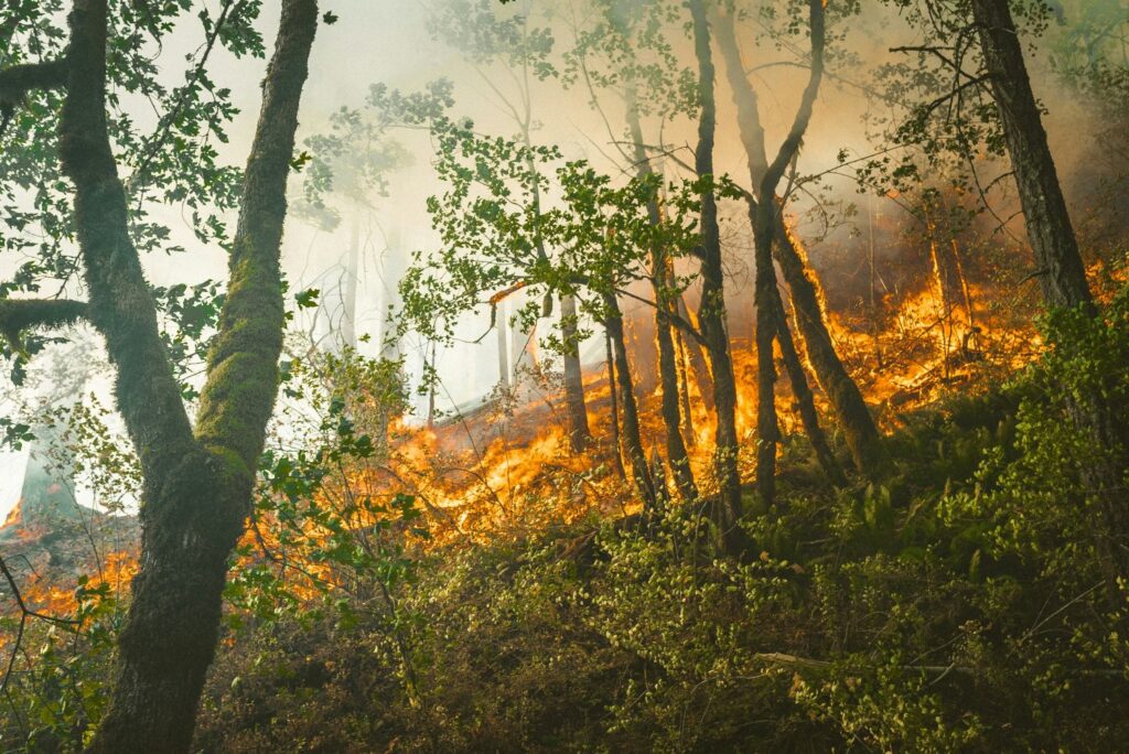 california forest fire